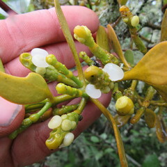 Dendrophthora clavata