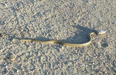 Dryophylax hypoconia