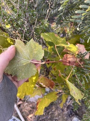Vitis girdiana