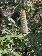 Banksia serrata