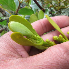 Dendrophthora clavata