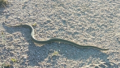 Dryophylax hypoconia