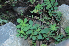 Baptisia