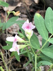 Lathyrus lanszwertii
