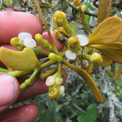 Dendrophthora clavata