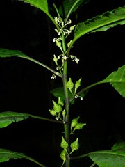 Solanum anceps