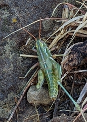 Campylacantha olivacea