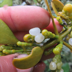 Dendrophthora clavata