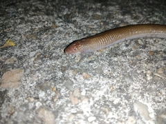 Amphisbaena darwinii