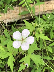 Geranium richardsonii