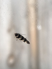 Macrobathra desmotoma