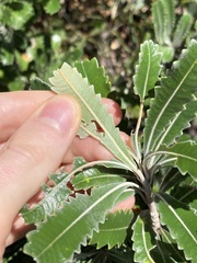 Banksia serrata