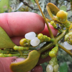 Dendrophthora clavata