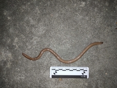 Amphisbaena darwinii