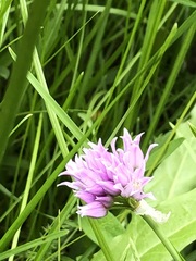Allium geyeri