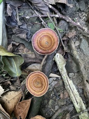 Microporus xanthopus