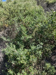 Banksia serrata