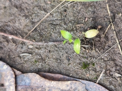 Asparagus asparagoides