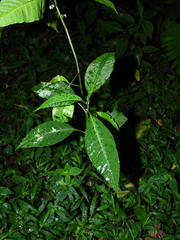 Solanum anceps
