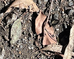 Psychonotis caelius