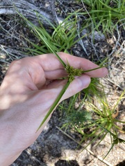 Cyperus polystachyos