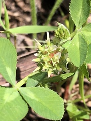 Trifolium glomeratum