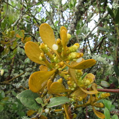 Dendrophthora clavata