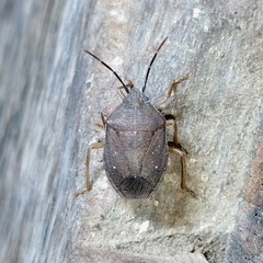 Discocephalinae
