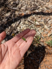 Hypochaeris glabra