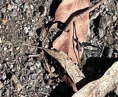 Psychonotis caelius