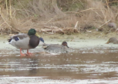 Anas crecca carolinensis