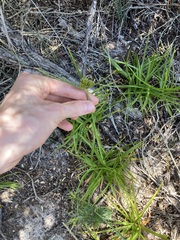 Cyperus polystachyos