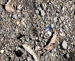 Psychonotis caelius