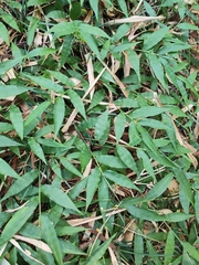 Oplismenus hirtellus