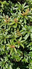 Pieris formosa