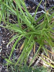 Cyperus polystachyos