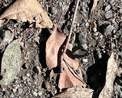 Psychonotis caelius