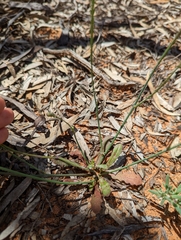 Hypochaeris glabra