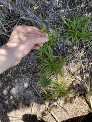 Cyperus polystachyos