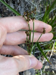 Juncus planifolius