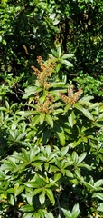 Pieris formosa