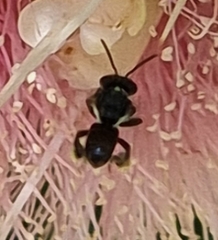 Tetragonula carbonaria
