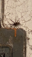 Kukulcania hibernalis