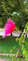 Calliandra purdiaei