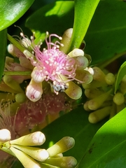 Tetragonula carbonaria