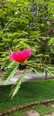 Calliandra purdiaei