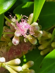 Tetragonula carbonaria