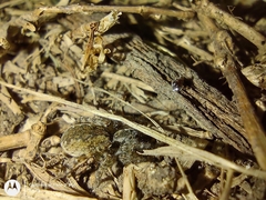 Paratrochosina amica