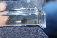 Lithobates catesbeianus