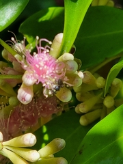 Tetragonula carbonaria
